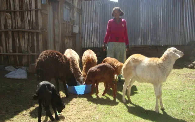 Emergency Livelihood & Food Security