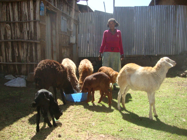 Emergency Livelihood & Food Security